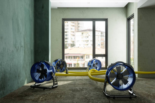 Best Mold removal after water damage  in Lockwood, MO